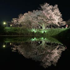 20240405

福岡　久留米
浅井の一本桜

こちらの桜は少し遅咲きなので今が満開です
池に映った逆さ桜も素敵

おじさんの案内で道なき道の丘を登り
上からの眺めも綺麗でした
下りる時かなり怖かったけど…

浅井の一本桜、樹齢110年で幹の太さ4.3メートル！
どっしりとした山桜でした