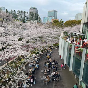 MIDTOWN BLOSSOM 2024 / Tokyo

六本木・東京ミッドタウンの桜。ミッドタウン・ガーデンの並木道には、100本の桜が満開♪ 
1階から4階のガーデンテラス側にあるレストランからは、桜を眺めながら食事やお酒を楽しめます♪ 

#tokyo #tokyosightseeing #tokyomidtown #cherryblossom2024 #bluemoon