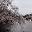 井の頭恩賜公園 / Tokyo

吉祥寺のお花見スポット、井の頭公園。スワンボートやサイクルボート、ローボートに乗ってお花見するのが人気です♪

#tokyo #kichijyoji #inokashirapark #cherryblossom2024 #bluemoon