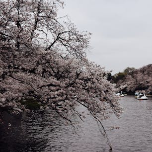 井の頭恩賜公園 / Tokyo

吉祥寺のお花見スポット、井の頭公園。スワンボートやサイクルボート、ローボートに乗ってお花見するのが人気です♪

#tokyo #kichijyoji #inokashirapark #cherryblossom2024 #bluemoon