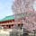平安神宮

桜と平安神宮。
琵琶湖疏水の鳥居前と桜。
朝のゆったりとした静寂な空気が気に入ってます。
いい景色に癒されます。
2024.4.6