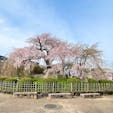 円山公園

祇園しだれ
ここも見事な桜ですね♪
出店も並んでて、お祭り気分になります笑。
ライトアップしてるのもいつか見たいと思います。
2024.4.6