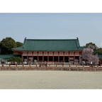 平安神宮
左近の桜・右近の橘
俺等は長年、京都に暮らしまだ一度も桜と橘の果樹を同時に見た事は有りませんでしたが、この年初めて見ました。

#サント船長の写真　#平安神宮