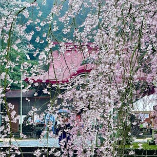 山口県山口市
徳佐八幡宮
枝垂れ桜が満開でした。