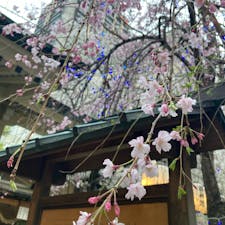 大阪府/露天神社（お初神社）

🌸が満開で綺麗でした。

枝垂れ桜に青い電球のライトアップは合っていないような…(･･;)


#puku2'24
#puku2"04
#puku女子旅
#神社仏閣#お花見