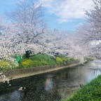 愛知県岩倉市五条川
桜まつりに行ってきました！
海外の方がたくさんいらっしゃいました。出店あり食も楽しめました。
まさに満開！
温かい日差しの中、時折吹く涼しい風に桜の花びらが舞い散り最高に綺麗でした♡