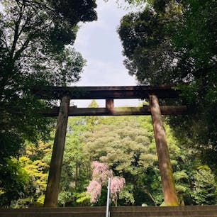 滋賀　近江神宮

桜咲くこの時期に
行ってきました