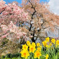 奈良 又兵衛桜
本当に大きかった