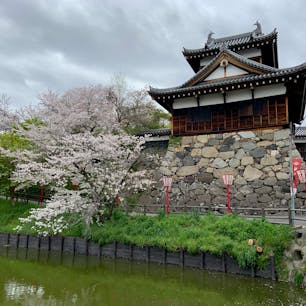 奈良県大和郡山市、郡山城跡の桜を見てきました。櫓や追手門などが復元された城跡に、たくさんの桜が植えられていて、日本さくら名所100選にも選ばれています。

訪ねた4月8日は、平日でお天気も雨の予報だったため、人は少なめ。満開の桜をゆっくり楽しめました。