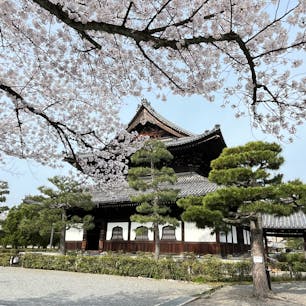 建仁寺

京都東山にある寺院。
源頼家が創建した、歴史あるお寺。
桜と御堂、綺麗ですね。
2024.4.6