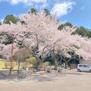 静峰ふるさと公園
桜を見に行って来ました
満開でしたが風て少し散り始めてました