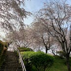 奈良県桜井市　大美和の杜展望台

奈良県内の桜も、多くの場所で散り始めていますが、こちらはまだ見頃でした。とはいえ、葉が出ているものもあるので、そろそろ終わりそうです。

帰りに、参道の今西酒造さんのお店で、お酒と酒粕を買って帰りました。　4月13日撮影