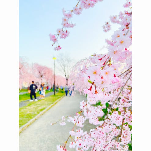日中線記念自転車歩行者道のしだれ桜並木