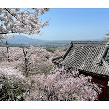 桜が満開のなか開催された、雨引観音（茨城県桜川市）のマダラ鬼神祭へ✨

年に一度にお祭りで、偶然にもマダラ鬼を観ることができラッキーでした😊🎶

桜もちょうど見ごろで綺麗でした🌸