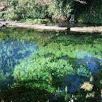 熊本　小池水源

水面に周りの木々が映ってるのではなくて
透明度が高すぎて水中の水草が見えてます
ゼリーに閉じ込められてる水草みたいで不思議な感じです