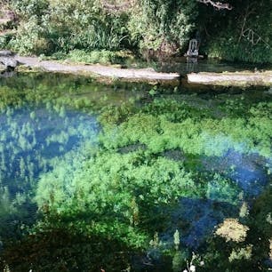 熊本　小池水源

水面に周りの木々が映ってるのではなくて
透明度が高すぎて水中の水草が見えてます
ゼリーに閉じ込められてる水草みたいで不思議な感じです