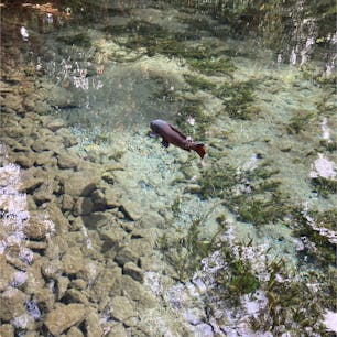 熊本　明神池水源

こちらはかなり広い池
光の加減で色んな見え方をしてました
透明すぎて鯉が宙に浮いてるようで…
幻想的でした

群塚社という神社があり
誕生石というパワースポットもあります
