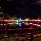茂原公園　桜祭り