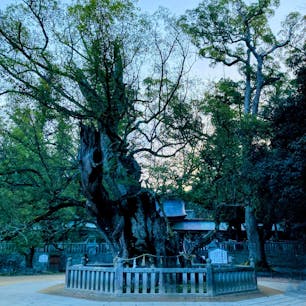 愛媛　大三島　しまなみ海道
大山祇神社

樹齢2600年の大楠
パワーをもらいました