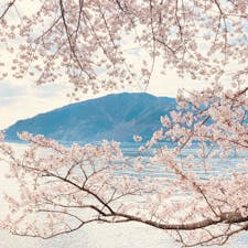 滋賀　海津大崎

琵琶湖と桜