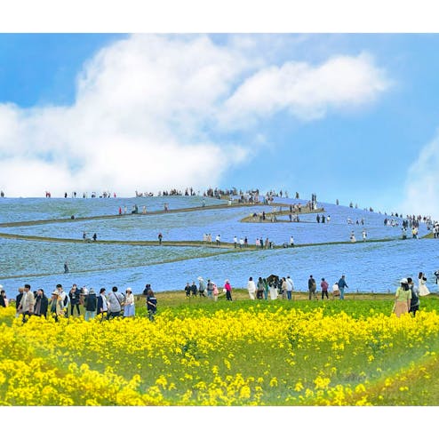 国営ひたち海浜公園