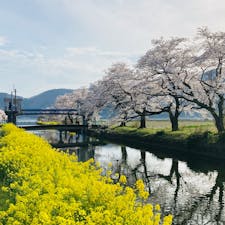 滋賀　余呉湖

桜と菜の花がきれい