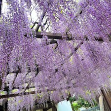 葛井寺

大阪の藤井寺にあるお寺。
ふじまつり開催してます。
見頃で綺麗なふじの花が咲いてました♪
2024.4.21