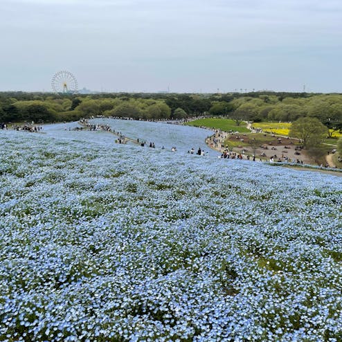 国営ひたち海浜公園
