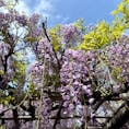 東京・亀戸にある「亀戸天神」では、藤の花が見ごろを迎えています！
都内で気軽に季節の花を楽しみたい人は参拝と合わせて楽しんでみませんか？

#東京 #亀戸 #亀戸天神 #藤 #東京スカイツリー