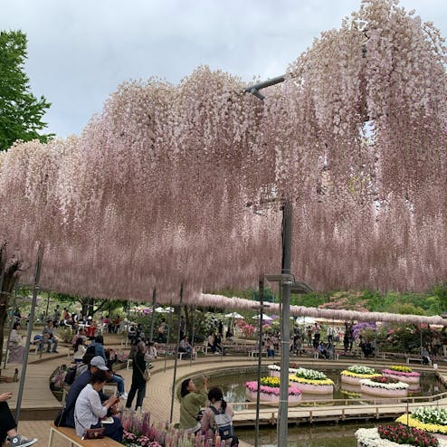 あしかがフラワーパーク