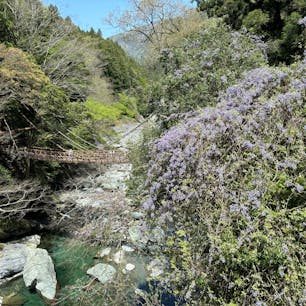 祖谷のかずら橋

弾丸日帰り徳島。
和歌山から徳島は意外に近い😙徳島が好きで何度でも行きたい💕
またもやかずら橋
お天気が良いから川面がエメラルドグリーンに光ってる。　　
なので下を見ても怖くないよ。
じっくりみたところ下にネットとかないんだね。
藤も咲いてていい感じ。
