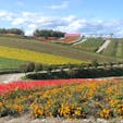 上富良野フラワーランド
敷地内が広く、色んな花を鑑賞する事が出来ます。