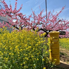 2024/4/7
桃と菜の花の共演🌸
桜も満開で、同時に見ることが出来て最高‼︎
