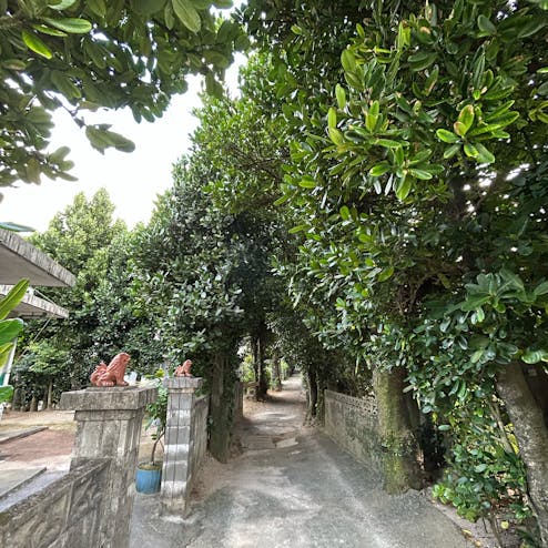 備瀬のフクギ並木