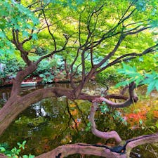 エグゼクティブフロア禅に宿泊しました。ピエールエルメ、スーパーメロン、フェラガモ、クリスマス、紅葉を贅沢に堪能させていただきました。また行きたいです♡