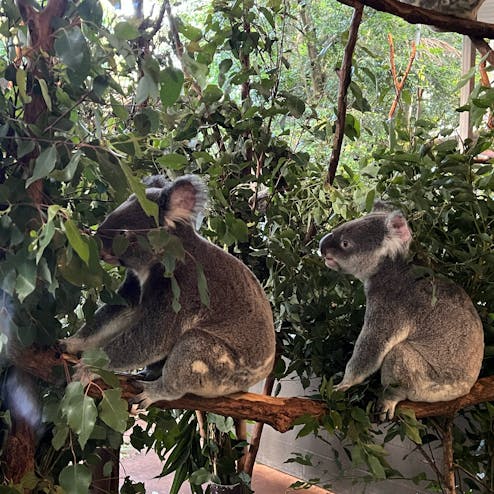 ローンパイン・コアラ・サンクチュアリ