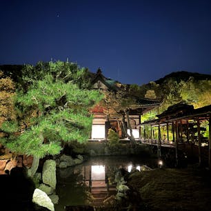〜京都　高台寺　夜の特別拝観〜

桜は終わってしまったけど、ライトアップされて新緑を味わえた🌳
ゴールデンウィーク真っ只中だけど、あんまり人もいなくてゆっくり拝観できました
結構穴場かも！(5/6までみたいです)