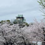 🌸
大阪城とサクラ