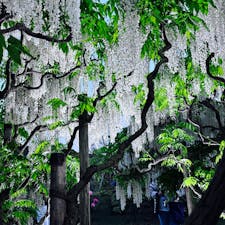 あしかがフラワーパーク
CNN選出世界の夢旅行先10ヶ所
ふじのはな物語大藤まつり