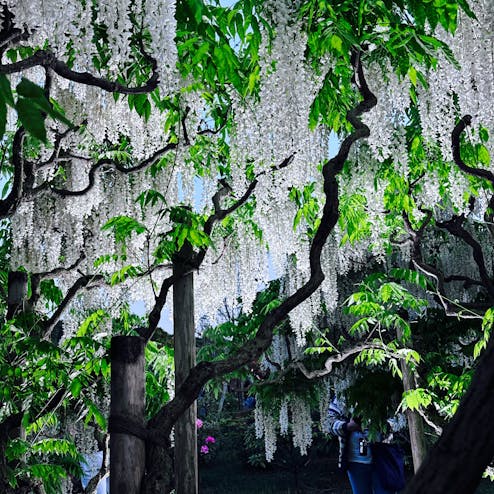 あしかがフラワーパーク