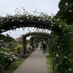 敷島公園門倉テクノばら園

広い敷地に薔薇が満開でした。
施設の方がいろんなバラについて詳しく教えてくださりました。
半日では回りきれなかった楽しい場所でした😊