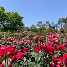 大阪府和泉市　和泉リサイクル環境公園

産廃処分場の跡地に作られた、四季の花々が美しい公園。バラと2色のラベンダーが美しかったです。広々としているけど、広すぎないのが良いですね。