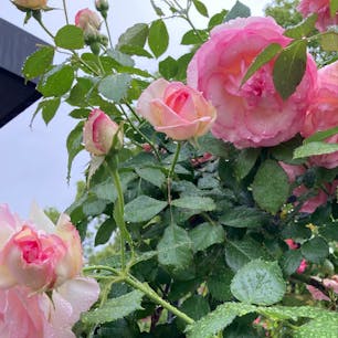 20240512

福岡　久留米　石橋文化センター

かなりの雨の中、薔薇を見に行ってきました
満開で晴れてたら綺麗だろうなと思いましたが
雨の中の薔薇もなかなか

ゆっくり時間が流れています