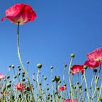 20240514

福岡　味坂ポピー園

青い空にポピーがゆらゆら
もう終わりかけかなーって感じでした

耳納連山をバックに金色の麦畑が広がってます