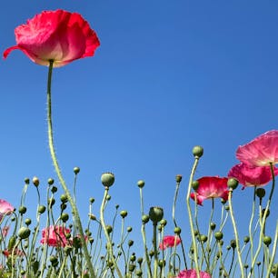 20240514

福岡　味坂ポピー園

青い空にポピーがゆらゆら
もう終わりかけかなーって感じでした

耳納連山をバックに金色の麦畑が広がってます