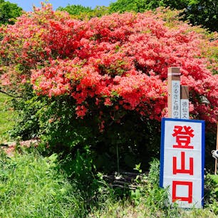 ツツジの名所で有名な　宮城県気仙沼市の徳仙丈山（とくせんじょうさん）を制覇
と言っても標高711mで登山口までバスで行けるので軽いハイキングといった感じでした。
自生のヤマツツジを大切に守り続けた活動のおかげで今では50万本ものツツジが咲き誇り山頂からの太平洋の眺望と雲ひとつない青空ととてもステキなコントラストでした。