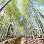京都一周トレイル西山26

同じ嵐山でも、有名なところの外国人観光客で
埋め尽くされている竹林と違って人が居ない。
山登りの入り口少し行くとある、竹林が綺麗でした♪
2024.5.18