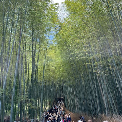 嵐山 竹林の小径