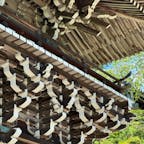 善峯寺の遊龍の松

遊龍（ゆうりゅう）の松は五葉松で、樹齢600年以上、全長37m、国の天然記念物指定されており、また新日本名木100選にも選ばれている、名実ともに「日本一の松」です。江戸時代、徳川５代将軍綱吉の母・桂昌院が樹齢数百年の五葉松の盆栽を寄進し植えて育てたと伝えられています。

#サント船長の写真