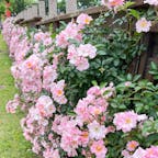 荒牧バラ園

兵庫県伊丹市にあるテラス式庭園。
ずっと気になっていたバラ園に初めて訪問。
なんとか雨降る前に見れました。
咲き誇ってました♪
2024.5.19